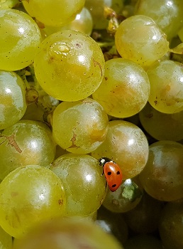 Coccinelle a l assaut du chardonnay