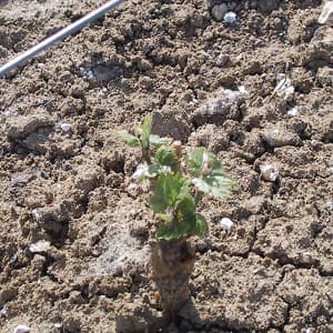 Cep de vigne 1 an